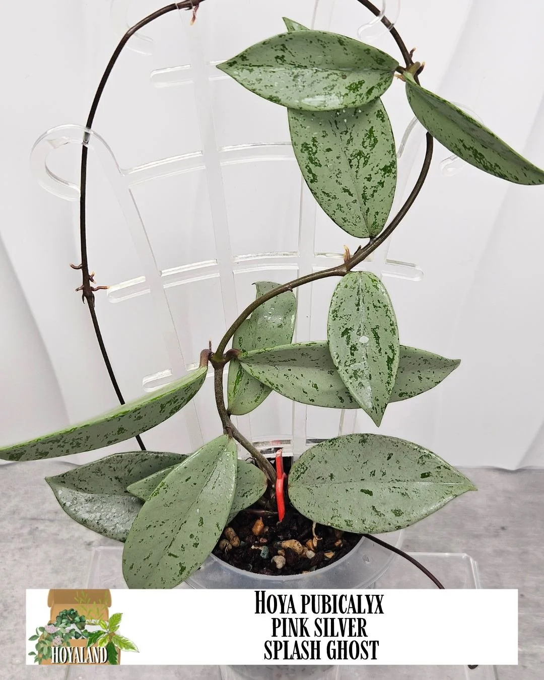 Hoya pubicalyx silver ghost / Hoya / レア② Hoya pubicalyx silver ghost / Hoya / レア②
